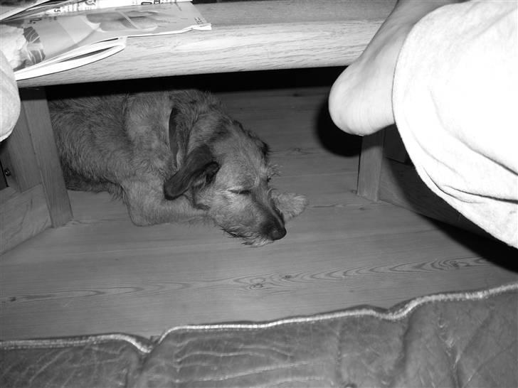 Blanding af racer Sofie (familie'hund) billede 3