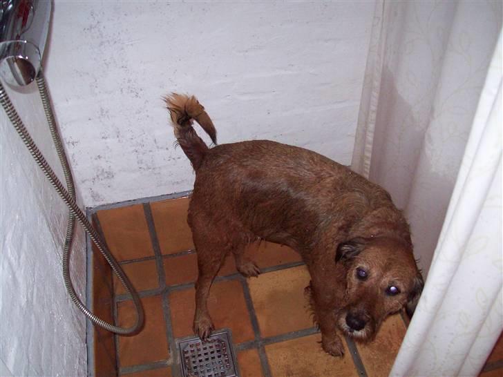 Blanding af racer Sofie (familie'hund) billede 4