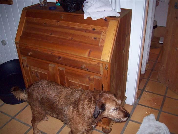 Blanding af racer Sofie (familie'hund) billede 5