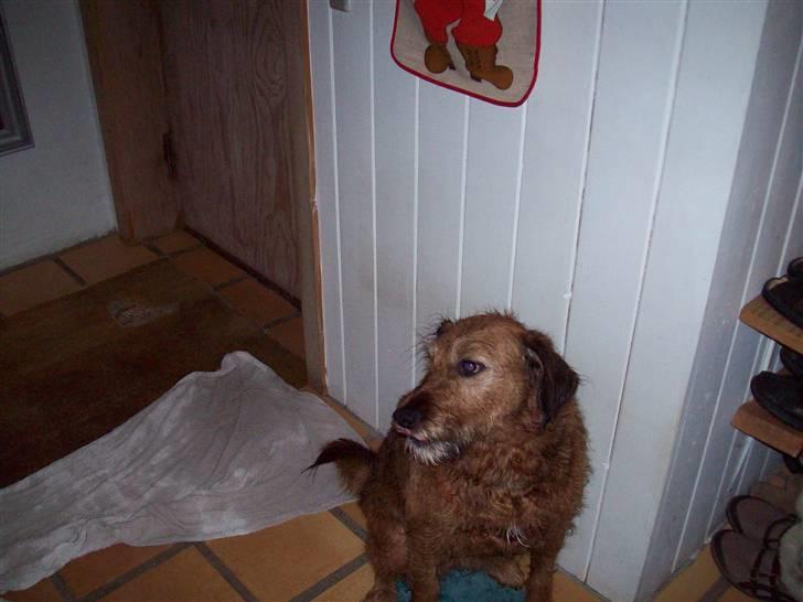 Blanding af racer Sofie (familie'hund) billede 6