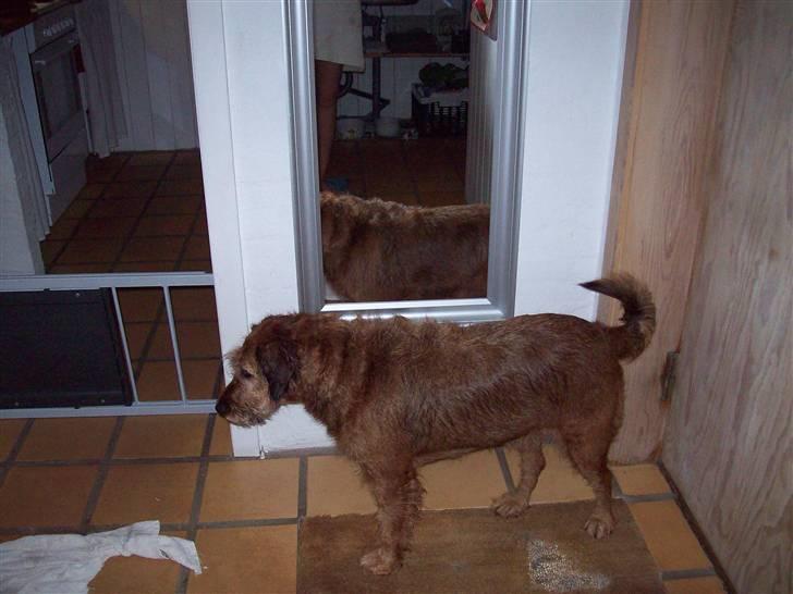 Blanding af racer Sofie (familie'hund) billede 7