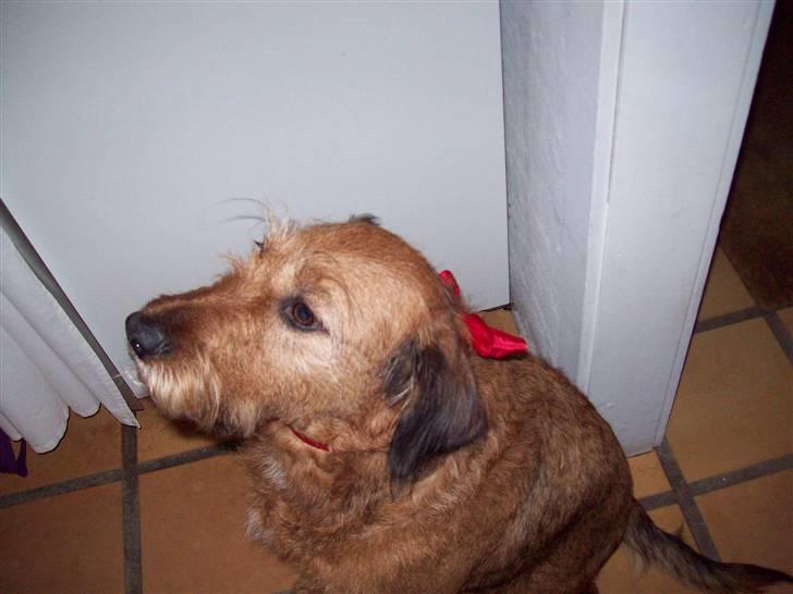 Blanding af racer Sofie (familie'hund) billede 8