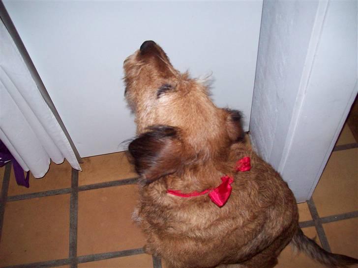 Blanding af racer Sofie (familie'hund) billede 9