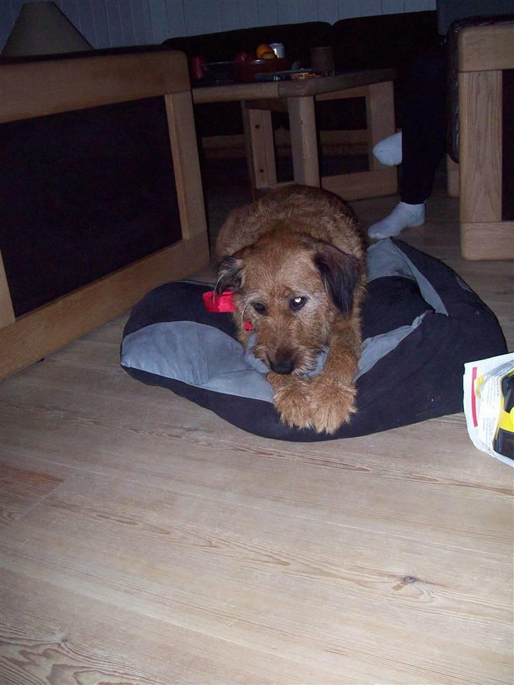 Blanding af racer Sofie (familie'hund) billede 10