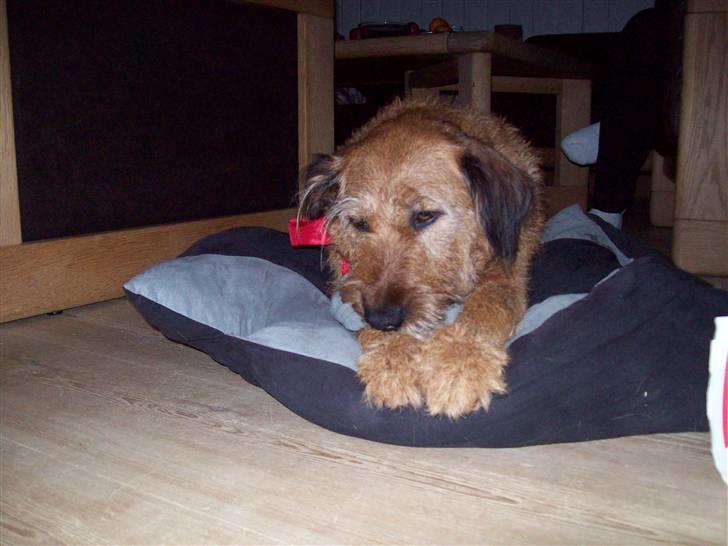 Blanding af racer Sofie (familie'hund) billede 11