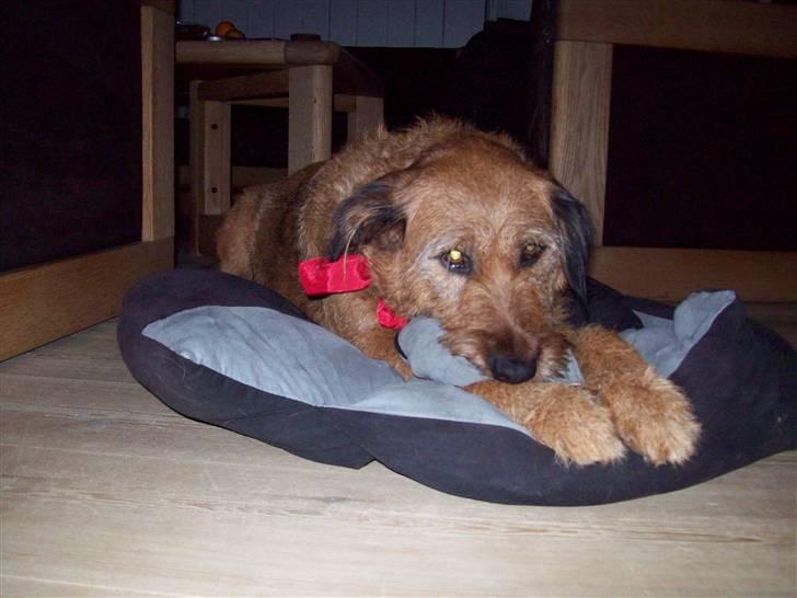 Blanding af racer Sofie (familie'hund) billede 12