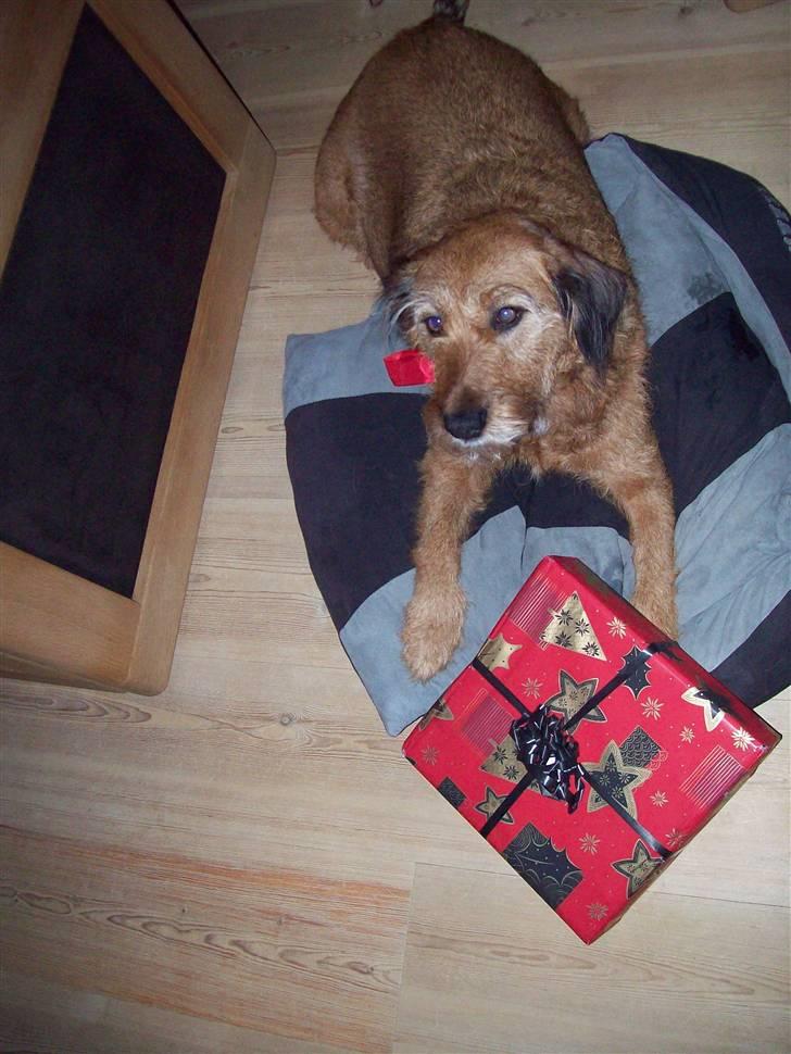 Blanding af racer Sofie (familie'hund) billede 13