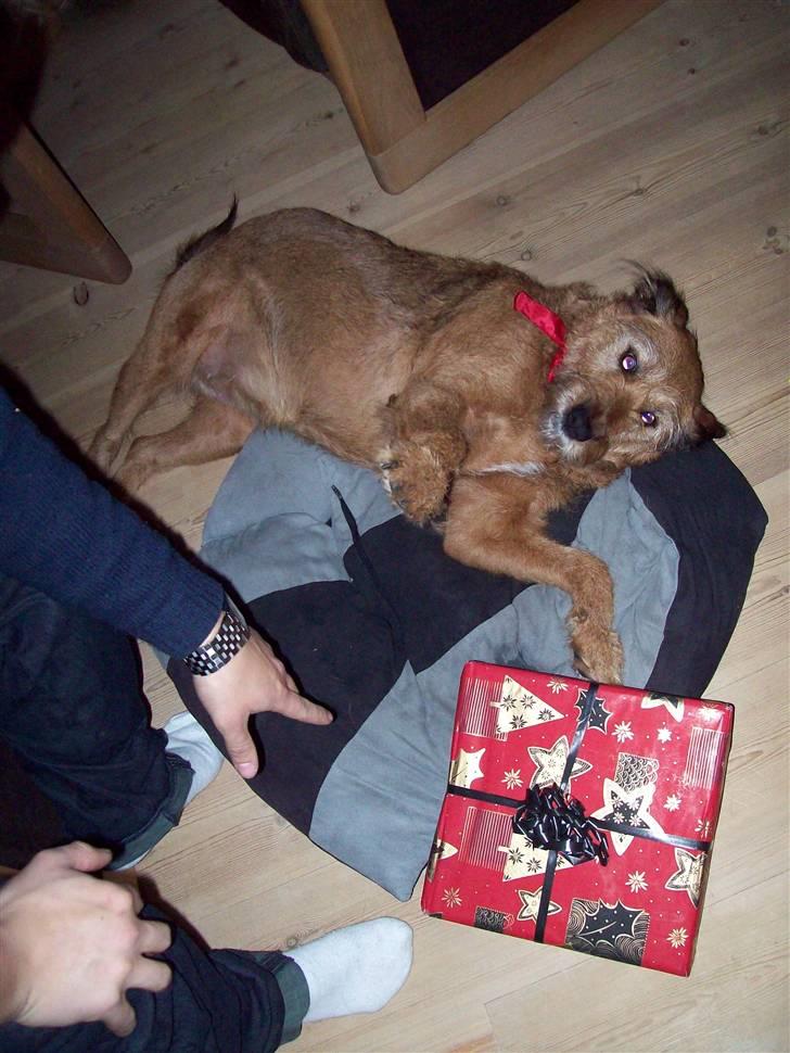 Blanding af racer Sofie (familie'hund) billede 14