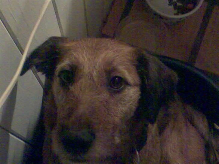 Blanding af racer Sofie (familie'hund) billede 15