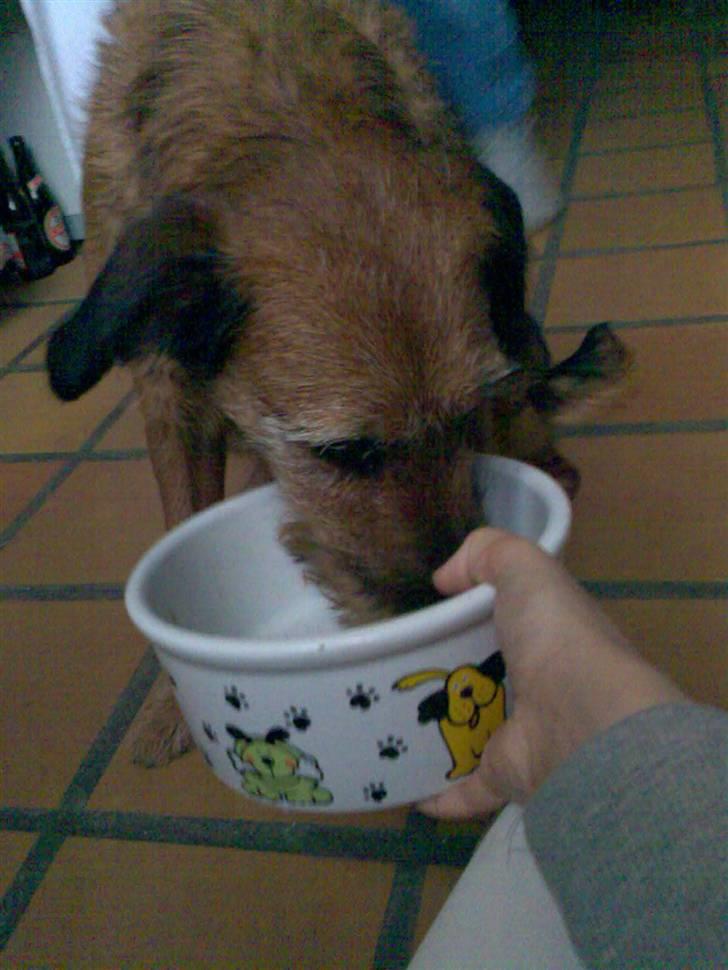 Blanding af racer Sofie (familie'hund) billede 16