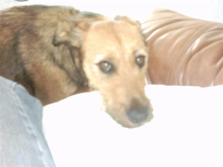 Blanding af racer Sofie (familie'hund) billede 17