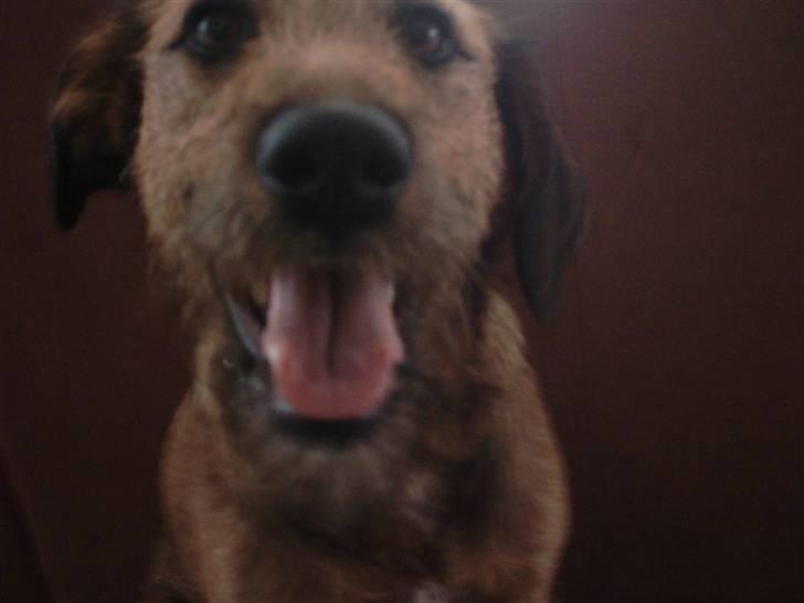 Blanding af racer Sofie (familie'hund) billede 18