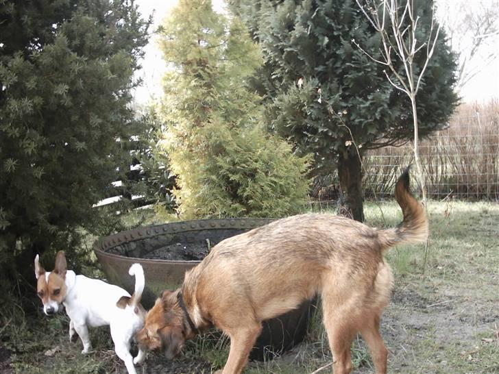 Blanding af racer Sofie (familie'hund) billede 19