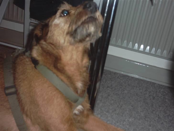 Blanding af racer Sofie (familie'hund) billede 20