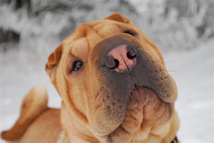 Shar pei Mille - *Er jeg ikke sød? (9/2-2010)  billede 1