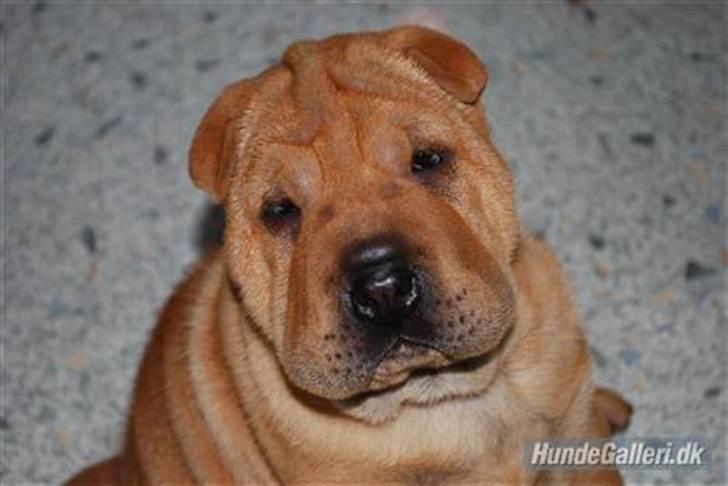 Shar pei Mille - *Her er jeg 9 uger gammel billede 2