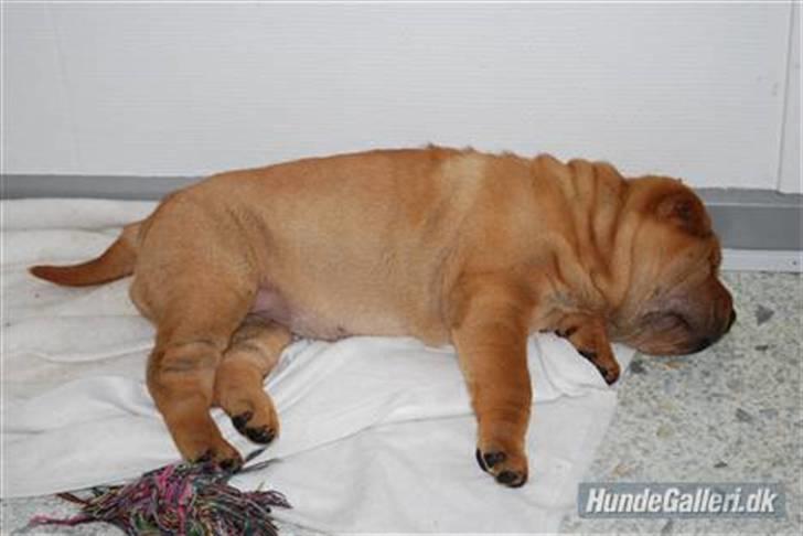 Shar pei Mille - *Her sover jeg lige lidt (9 uger gammel) billede 3