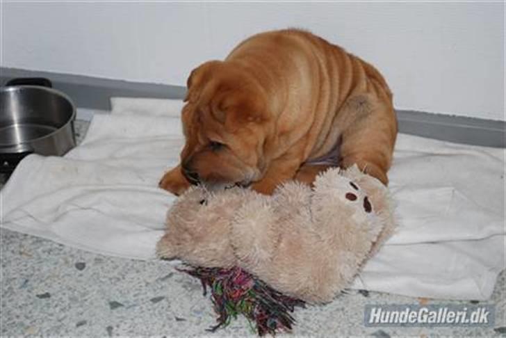 Shar pei Mille - *Mmmm min dejlige bamse (9 uger gammel) billede 4
