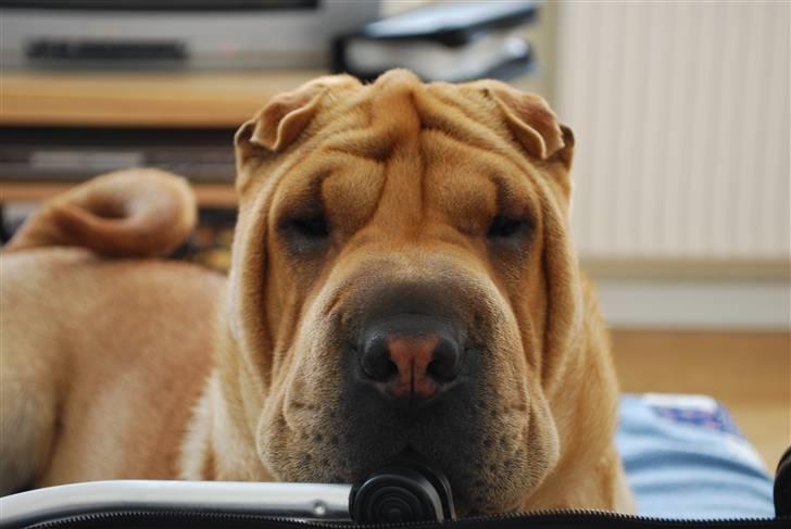 Shar pei Mille - *Jeg holder øje med dig billede 5