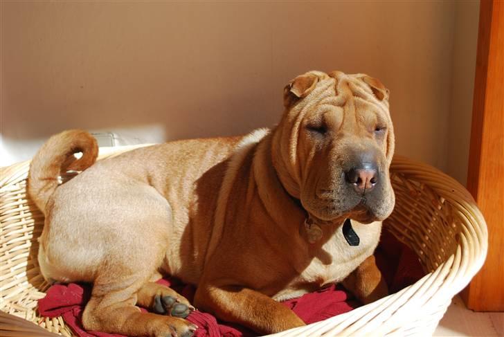 Shar pei Mille - *Nyder solen (sommeren 2009) billede 6