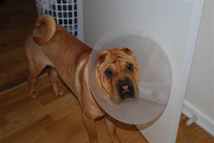 Shar pei Mille - *Livet er surt med krave på! (Efter øjenoperation) billede 7