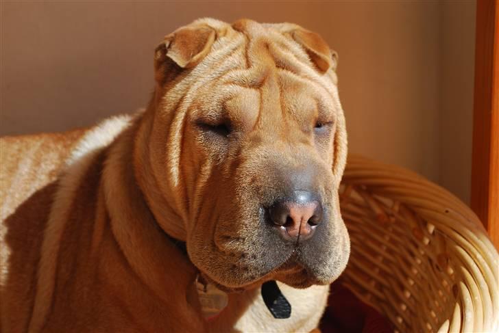 Shar pei Mille - *Nyder solen (sommeren 2009) billede 8
