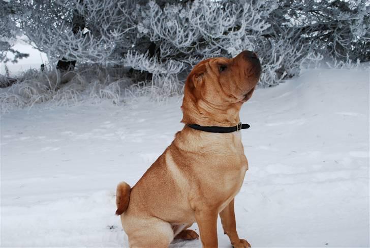 Shar pei Mille - *Mille i sneen (9/2-2010) billede 9