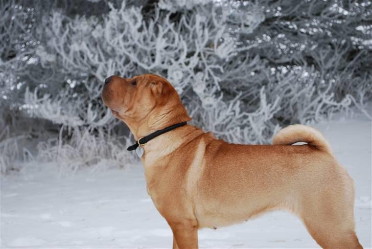 Shar pei Mille - *Mille i sneen (9/2-2010) billede 10