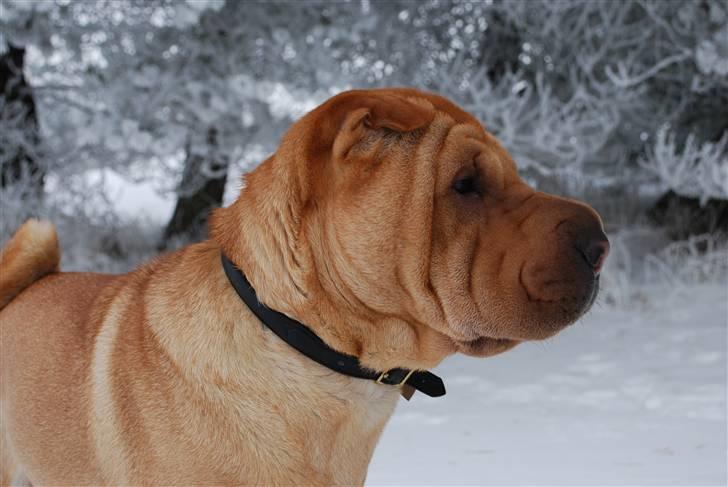 Shar pei Mille - *Mille i sneen (9/2-2010) billede 11