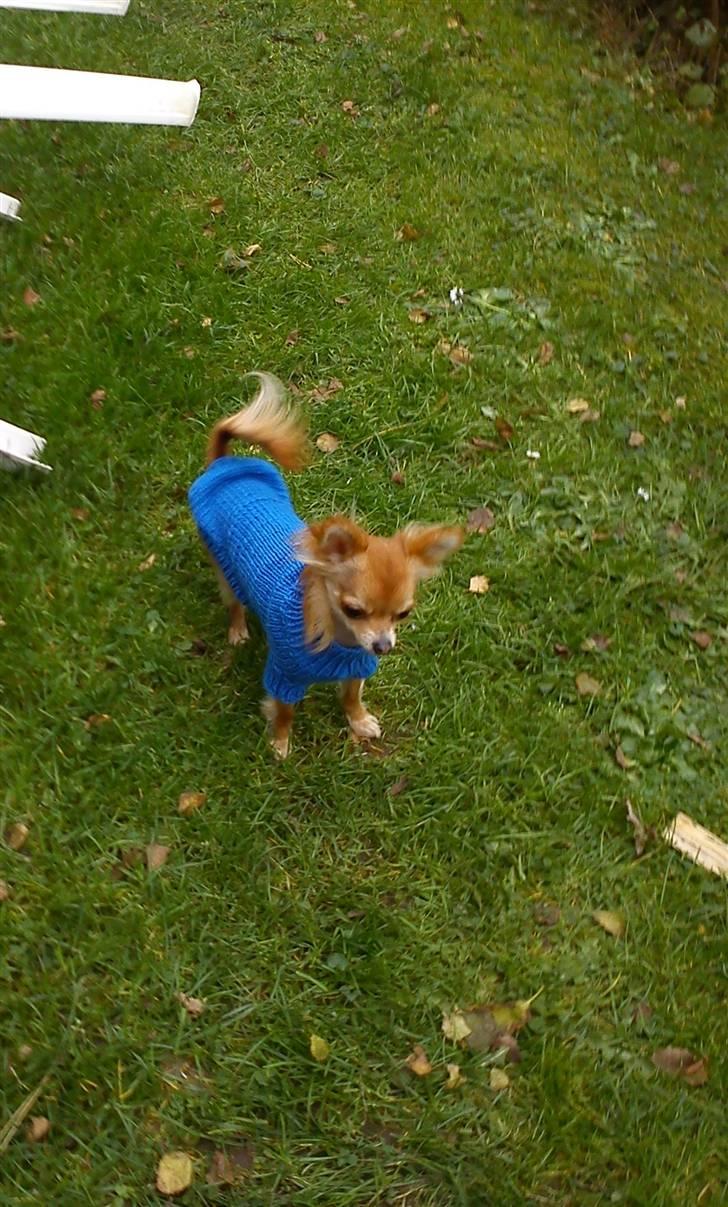 Chihuahua Loui (sir be magic)  - I am the king billede 4