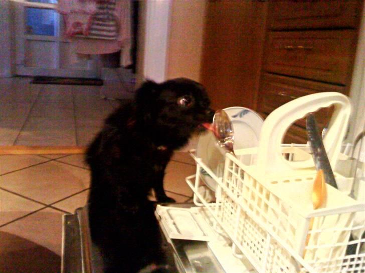 Chihuahua ¤*¨¨*¤.Nuckar.¤*¨¨*¤ billede 10