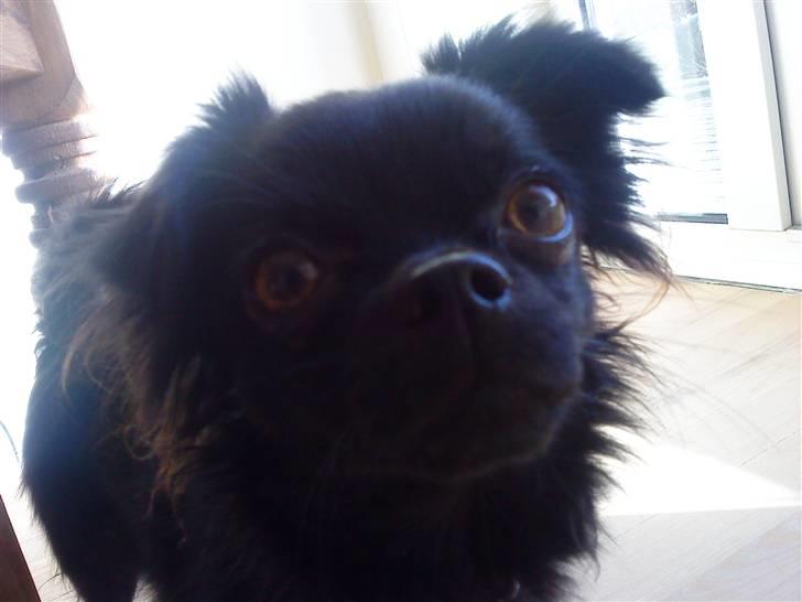 Chihuahua ¤*¨¨*¤.Nuckar.¤*¨¨*¤ billede 11