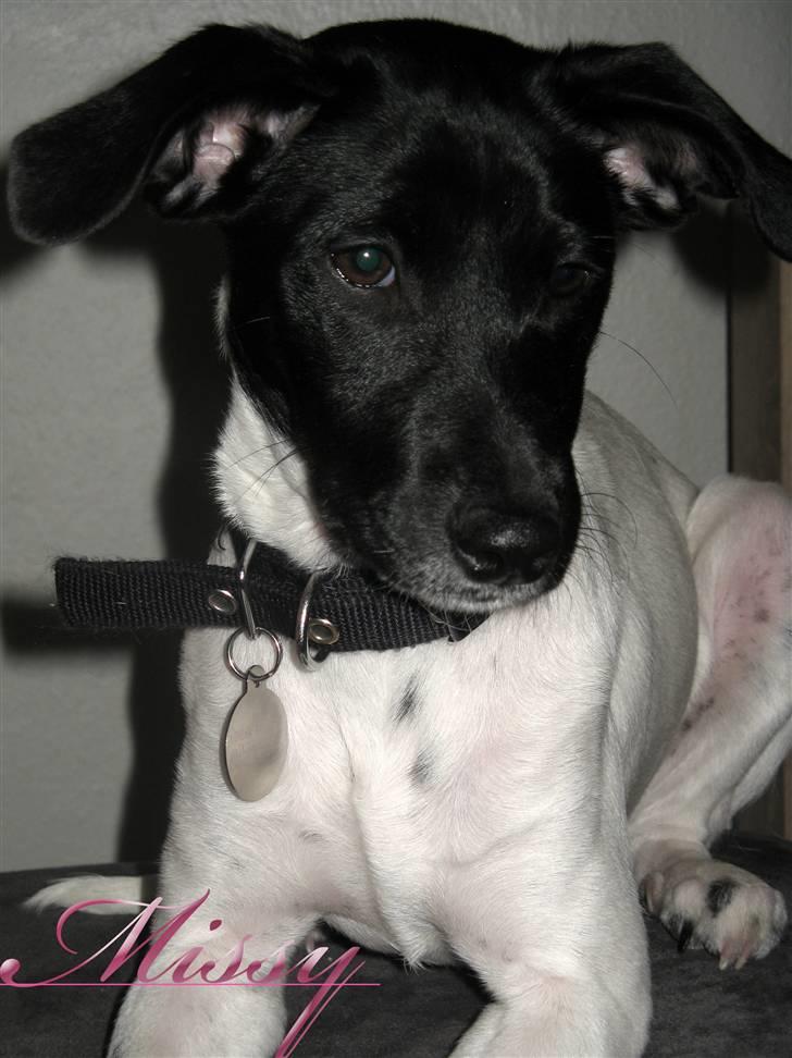 Glathåret foxterrier Missy billede 8