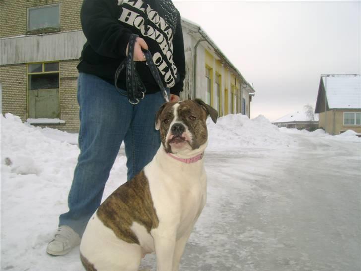 Amerikansk bulldog Topp`s Magic Star.. R.I.P - Lidt kongelig har man vel lov til at være :) billede 1