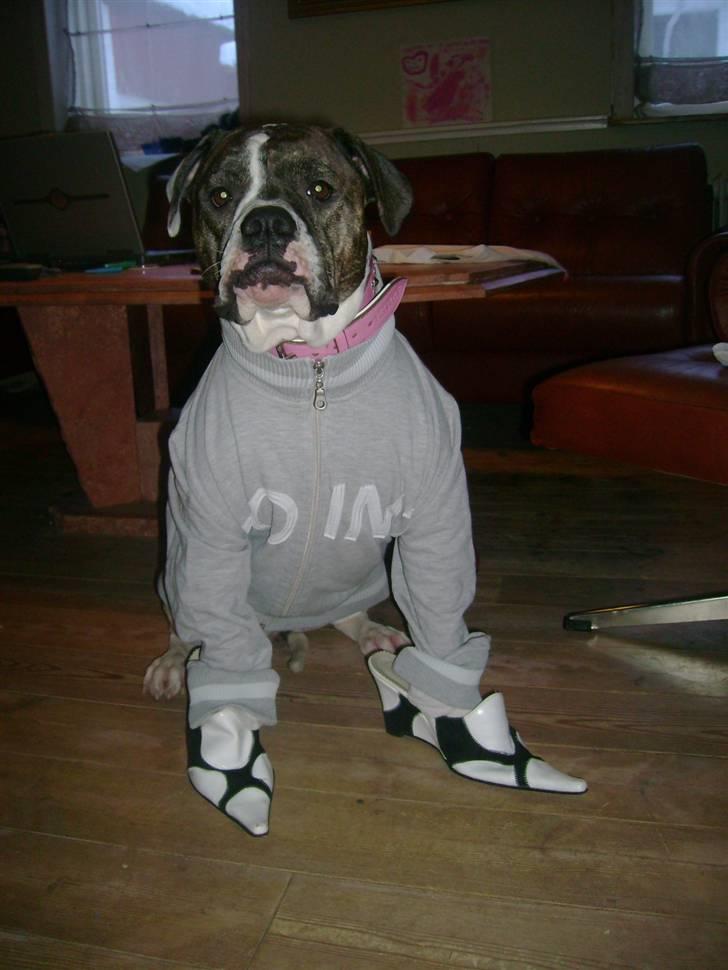 Amerikansk bulldog Topp`s Magic Star.. R.I.P - Smukke mig :) Syns du ikk ?? billede 2