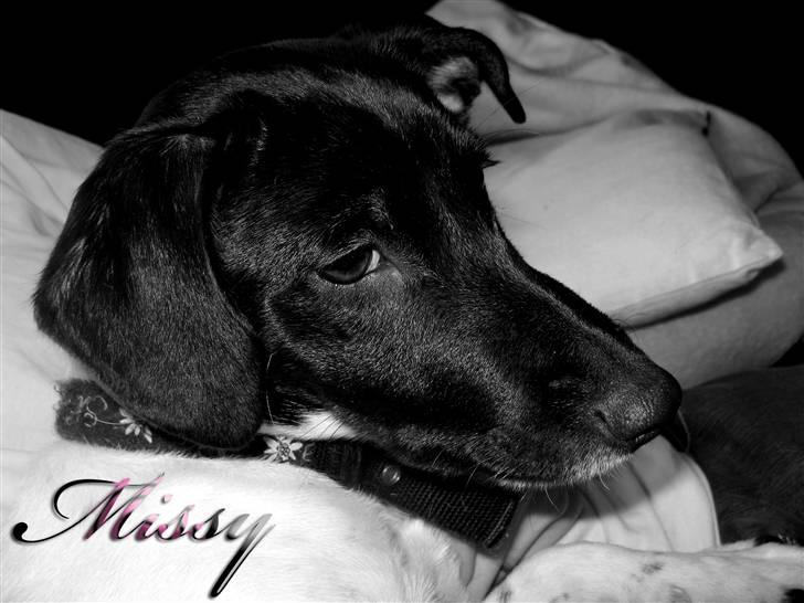 Glathåret foxterrier Missy billede 9