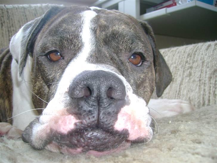 Amerikansk bulldog Topp`s Magic Star.. R.I.P - Moar.. Ikk flere billeder, jeg er træt :) billede 3