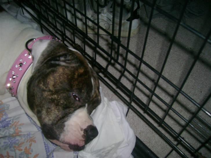 Amerikansk bulldog Topp`s Magic Star.. R.I.P - Putter inde i mit eget fristed :) billede 4