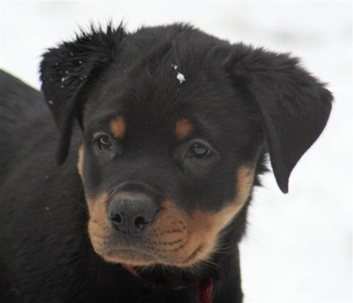 Rottweiler Samos - Helløjsa... med på sjov? billede 1