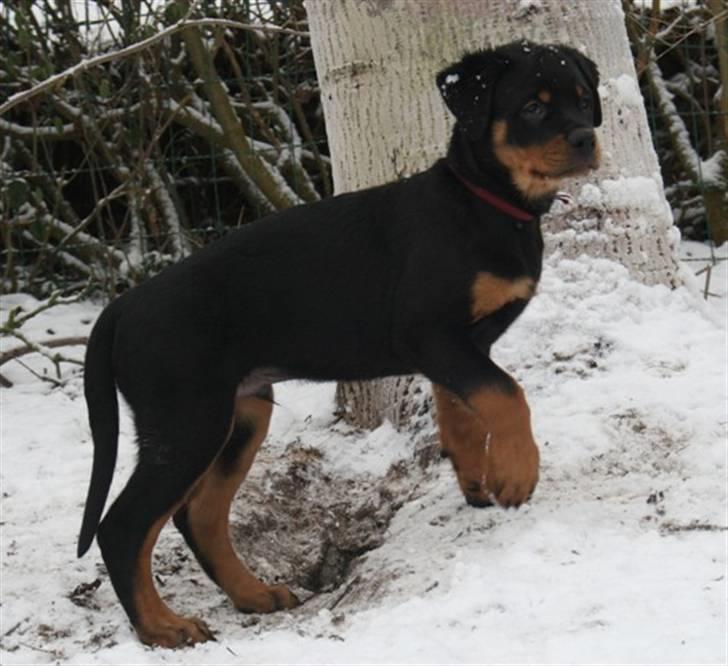 Rottweiler Samos - Hmm hvad var det ? billede 2