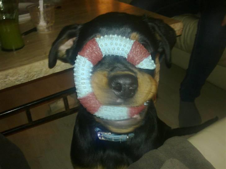 Rottweiler Samos - hov hvor forsvandt i hen? billede 3