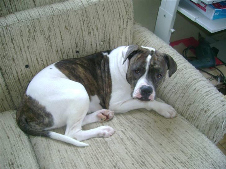 Amerikansk bulldog Topp`s Magic Star.. R.I.P - Dejligt med en sofa man kun skal dele med Pjevs :) billede 5