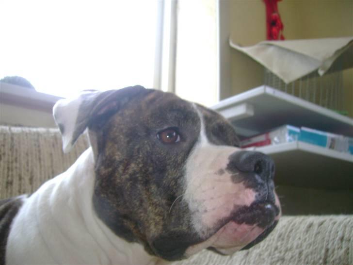 Amerikansk bulldog Topp`s Magic Star.. R.I.P - Der var altså en lyd mor :) billede 6