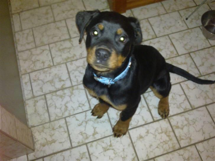 Rottweiler Samos - lidt lækker.. billede 4