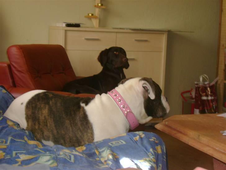 Amerikansk bulldog Topp`s Magic Star.. R.I.P - Mig og min bedste veninde.. billede 7