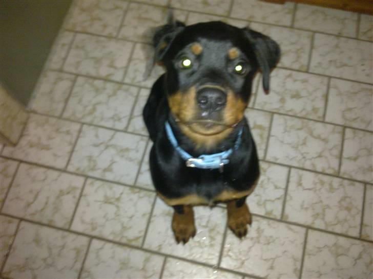 Rottweiler Samos - Mere lækker.. billede 5