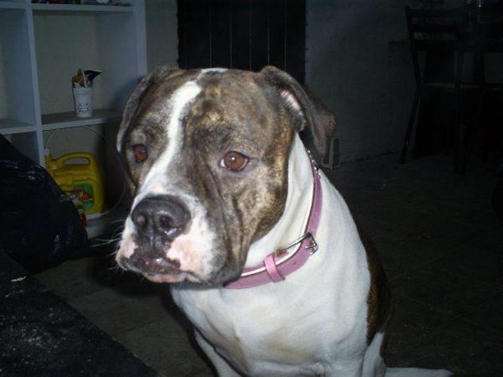 Amerikansk bulldog Topp`s Magic Star.. R.I.P billede 8