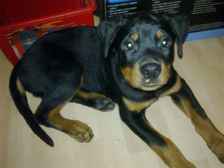 Rottweiler Samos - Hej mor ;=) billede 6