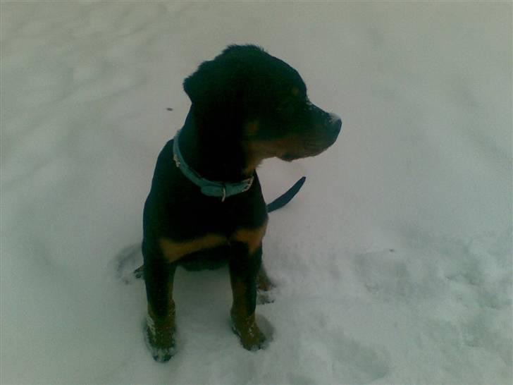 Rottweiler Samos - snevejr billede 7