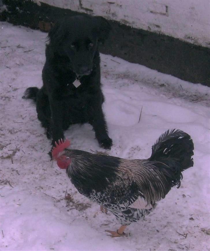 Blanding af racer Psycho - Glad ved alt og alle! billede 6